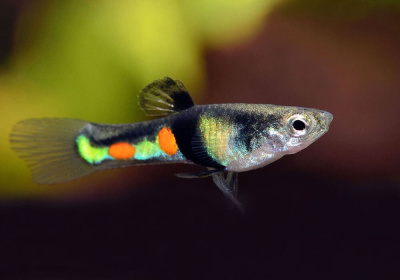 Гуппи Эндлера Компома самцы